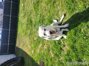 Deckrüde Labrador weiss 