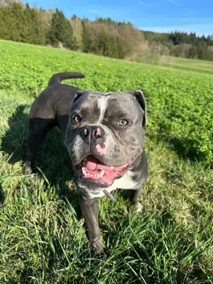 13 Monate alter Old English Bulldog  verspielt und freundlich 