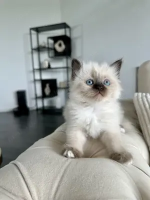 Heilige Birma Kitten 