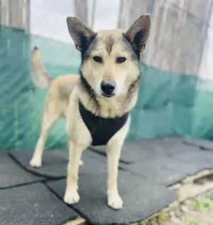 Chacki ein tolles Husky Mix Mädchen 