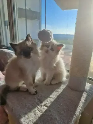 Ragdoll-BLH Bengal Mix Kitten ab sofort abzugeben 