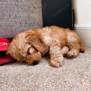  Cockapoo Welpen