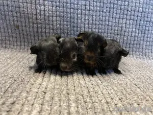 Meerschweinchen Böcke abzugeben 