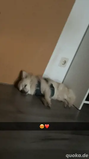 Deckrüde Chihuahua  Bild 2