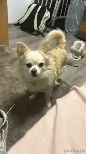 Deckrüde Chihuahua 