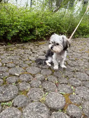 Yorkshire Terrier Welpe Bild 2