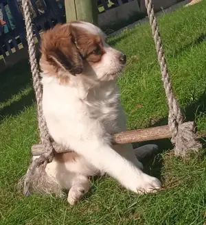 Kooiker Kooikerhondje Welpen 