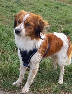 Zuckersüße Kooiker Kooikerhondje