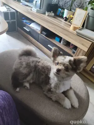 Pomeranien Zwergspitz sucht