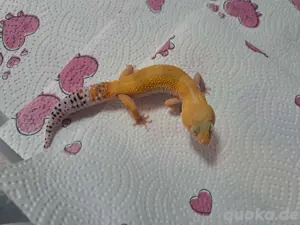 leopardgecko Nachzuchten aus 24