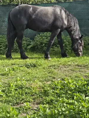 Blacki sucht ein zuhause 
