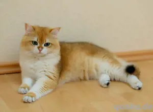 BKH Deckkater Golden 