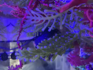 Makroalge Caulerpa racemosa für Meerwasser Aquarium