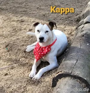Zierliche Kappa sucht Partner fürs Leben *in einer Pflegefamilie*
