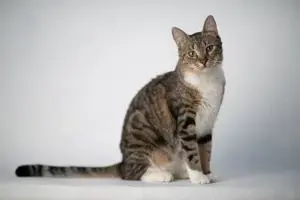Judy hübsches Tigermädchen Mädchen sucht ihre Menschen