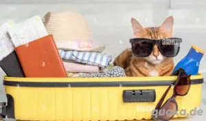 biete Katzenbetreuung 