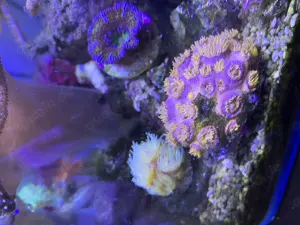 SUCHE Tubastraea Koralle in allen Farben für Meerwasser-Aquarium 