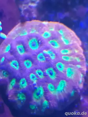 favia lemon lime koralle meereswasser 