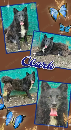 Clark wird immer übersehen- warum???