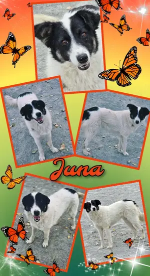 tolle, offene, sehr menschenbezogene Traumhündin "Juna" sucht ein Zuhause -auch Katzen verträglich