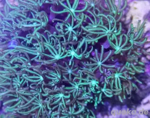 tubipora musika orgelkoralle koralle 