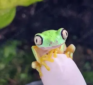 Agalychnis lemur - Lemur Laubfrosche, Greiffrösche 