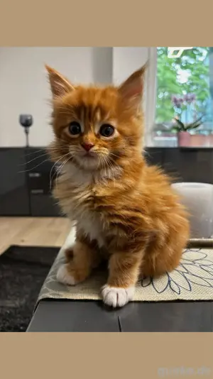 Maine-Coon-Kitten    reinrassig