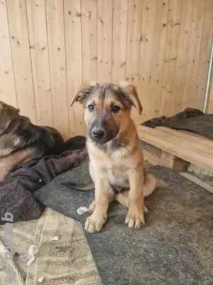 Schäferhund Mix Welpen