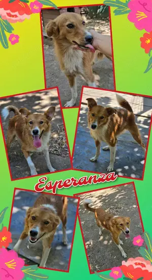 liebe, menschenbezogene, wunderhübsche Hündin "Esperanza" sucht ein schönes Zuhause 