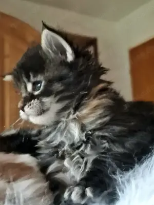 Maine Coon Kitten XXL mit Stammbaum aus N N Verpaarung