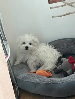Bichon welpe Mailo