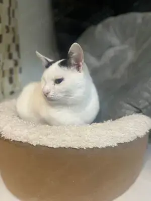 Masha   eine einäugige Schönheit wünscht sich ein liebes Zuhause