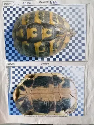 Dalmatinisches Testudo.h. hercegovinensis Weibchen NZ2003 eierlegend, glatt gewachsen