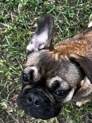 Französische Bulldogge sucht den Besitzer ihrer Träume (Lili)