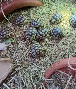 Griechische Landschildkröten, Breitandschildkröten, Nachzuchten