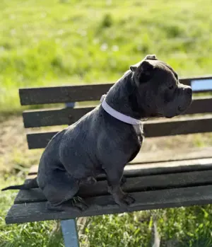 Deckrüde American Bully
