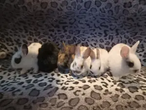 Zwergkaninchen und Meerschweinchen aus langjähriger Hobbyzucht!