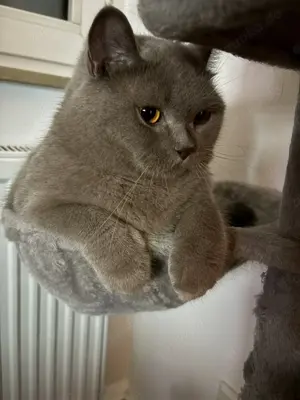 Zwei liebevolle BKH s abzugeben Bild 4