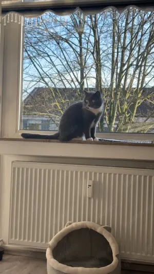 Zwei liebevolle BKH s abzugeben Bild 3