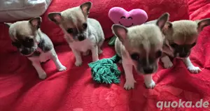 1l4 Süße Reinrassige Chihuahua 