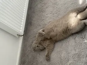 Zwei liebevolle BKH s abzugeben Bild 7