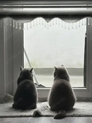 Zwei liebevolle BKH s abzugeben Bild 5