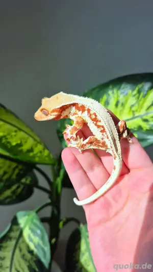 Kronengecko Red Tricolor Lilly White