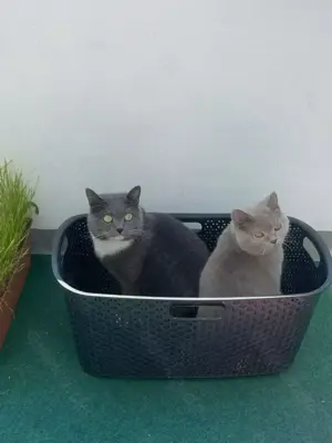 Zwei liebevolle BKH s abzugeben Bild 6