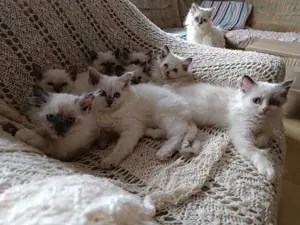 Heilige Birmababys 12 Wochen suchen liebevolles Zuhause!