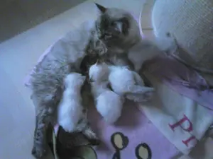 Heilige Birmababys 12 Wochen suchen liebevolles Zuhause! Bild 5