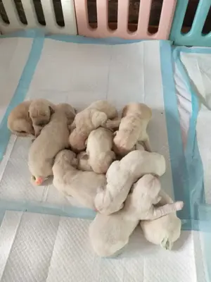  Wunderschöne Golden Retriever Welpen