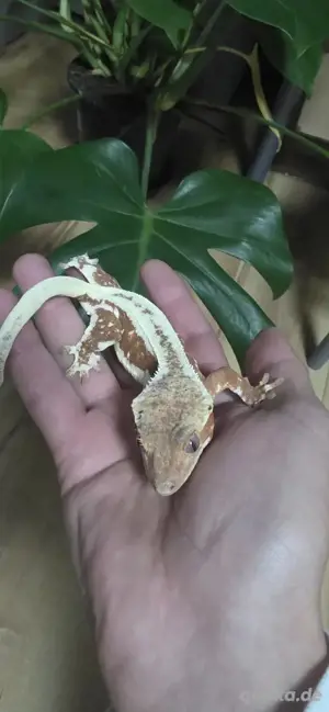 kronengecko Crested gecko red lily white weibchen 