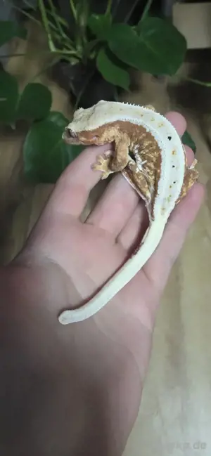 kronengecko Crested gecko red lily white weibchen 