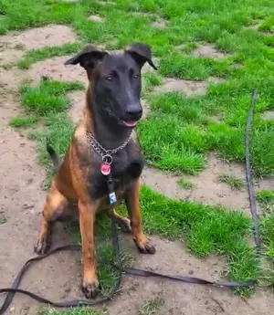    Malinois-Rüde  Ates , 7 Monate jung, sucht ein liebevolles Zuhause 